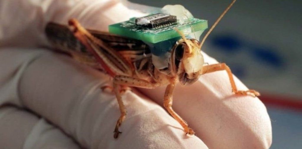 Existe la posibilidad de que estos insectos sustituyan a los perros en el rastreo de explosivos