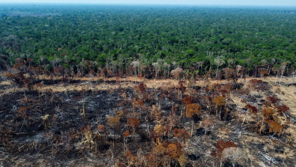 La inteligencia artificial podria salvar el Amazonas
