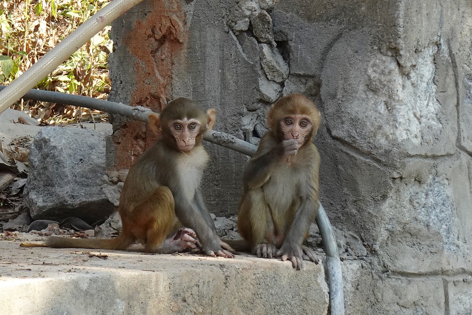 Científicos chinos logran clonar a un mono