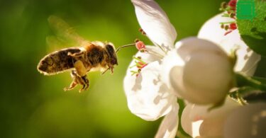 El declive de los polinizadores y sus consecuencias en la producción agrícola